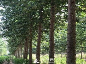 河南周口：培育出不飞絮的杨树新品种
