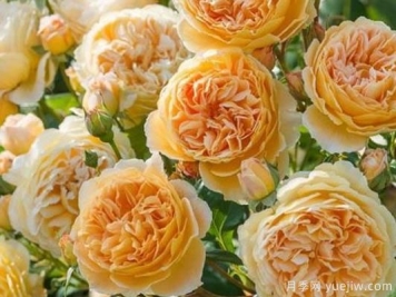 大花香水月季的养护方法，分享10种花香飘满屋