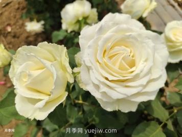 十一朵白玫瑰的花语和寓意