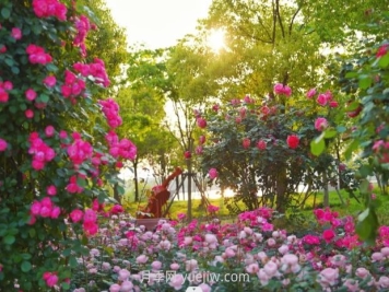 上海前滩休闲公园，月季花海盛景等你赏