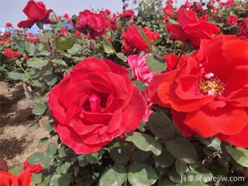 月季、玫瑰、蔷薇分别是什么？如何区别？